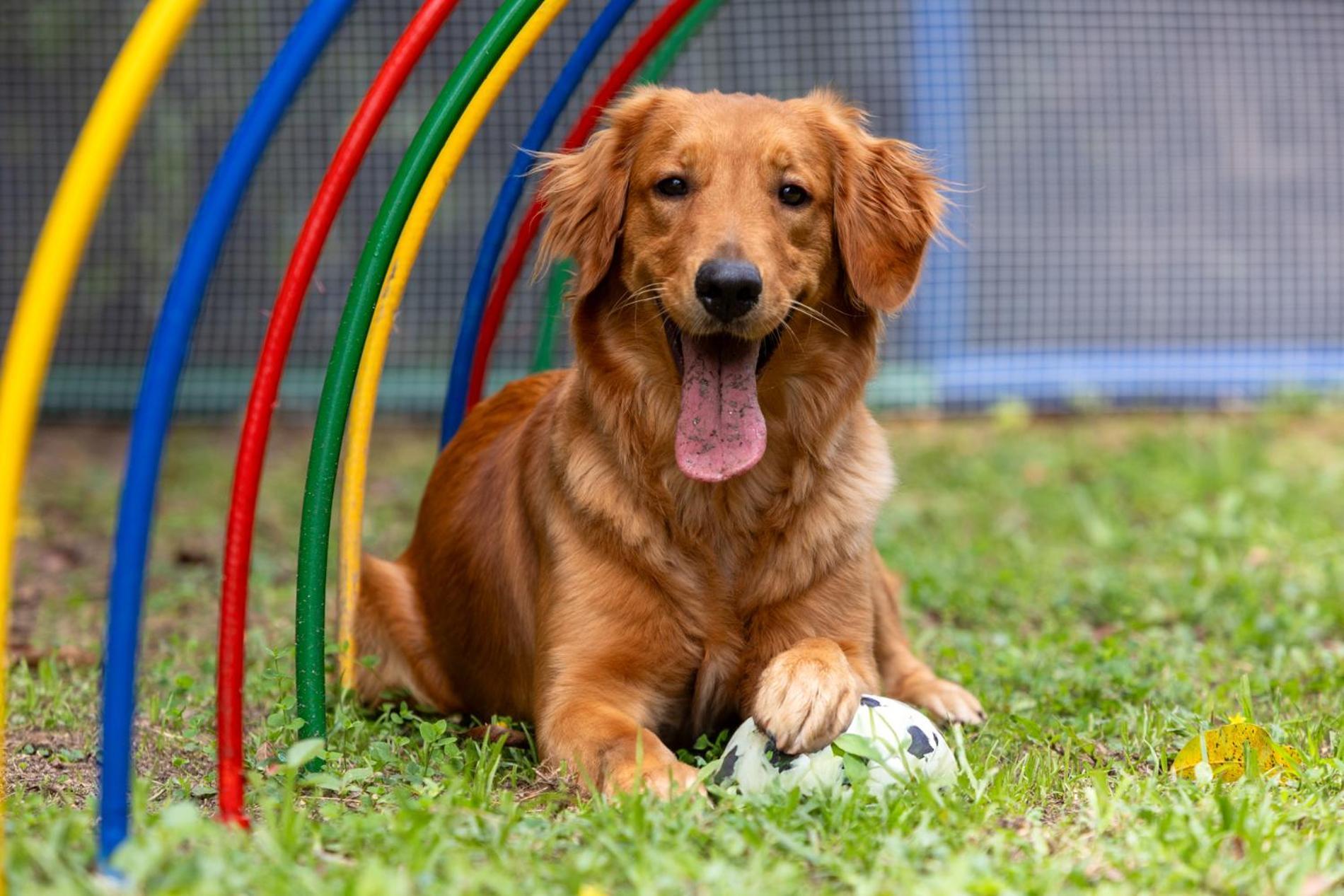 Hotel Dann Carlton Belfort ميديلين المظهر الخارجي الصورة Golden Retriever