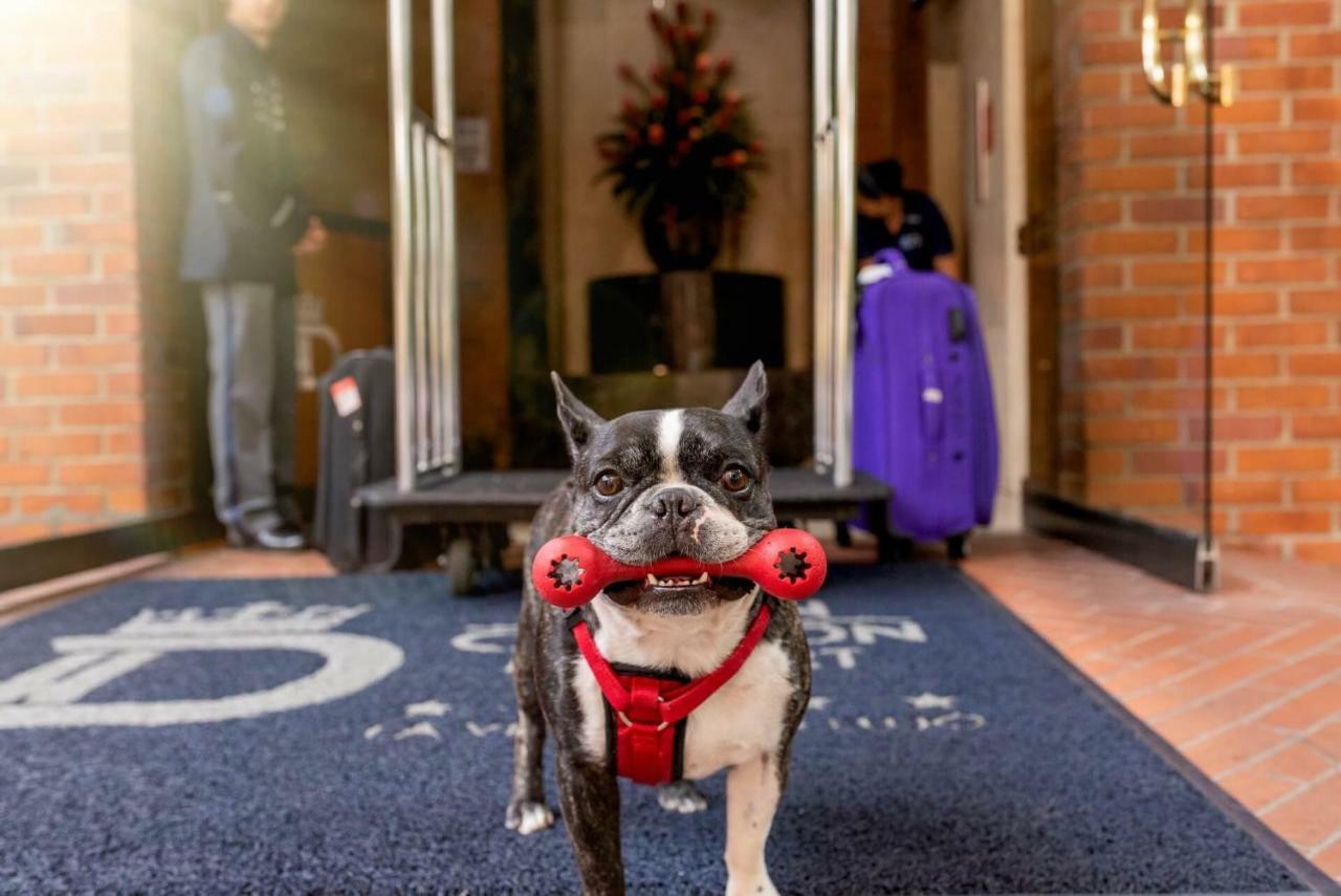 Hotel Dann Carlton Belfort ميديلين المظهر الخارجي الصورة Boston Terrier at the entrance of the hotel